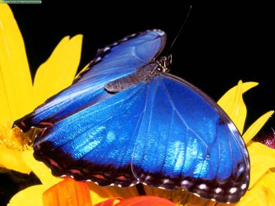 20090909132142-animals-20butterflies-blue-20morpho-20butterfly.jpg